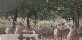 Zoocriadero más grande del país de "venados cola blanca", está en Rivas