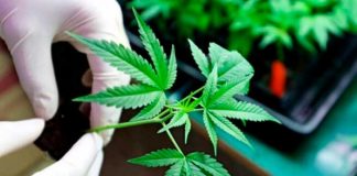 Costa Rica veta parcialmente la legalización de Cannabis Medicinal