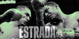 chocolatito, roman, gallo,