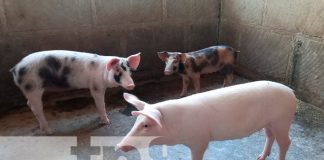 Inauguran Centro de Extracción Genética Porcina en Masaya