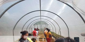 Nicaragua: Inauguran Micro túnel para producción de Hortaliza en Bilwi