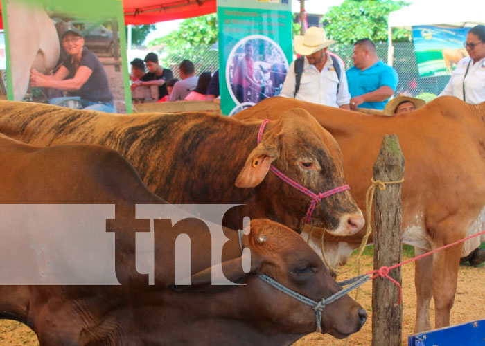 Nueva Guinea celebró el inicio de la producción