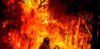 Devastadores incendios forestales en Australia