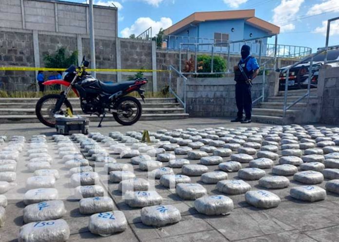 Tenaz operativo dejó la incautación de 310 kilos de marihuana en Managua