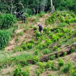 Honduras decomisa 25.000 arbustos de hoja de coca en el Caribe