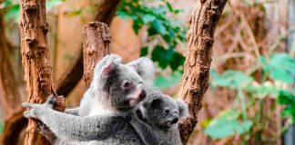 Australia declara los koalas como especie "en peligro" de extinción