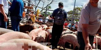 Entrega de bonos productivas con cerdas en Matiguás