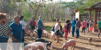 Entrega de bonos de cerdas en Nandaime