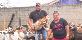 Bonos de cabras y ovejas a productores de Nueva Segovia