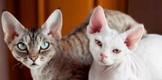 ¡Increíble! Científicos crearan gatos 100% hipoalergénicos