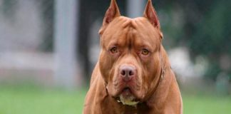 Anciana de 70 años muere por ataque de perros pitbull en Guatemala