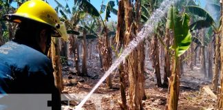 Incendio en platanera en Ometepe