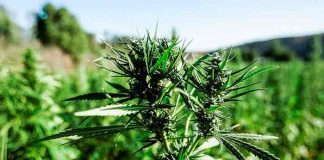 Marruecos autoriza cultivo de cannabis con fines terapéuticos y cosméticos