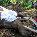 El elefante más sagrado de Sri Lanka murió