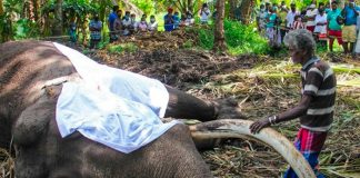 El elefante más sagrado de Sri Lanka murió