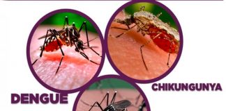 EE.UU: Liberan mosquitos modificados para combatir dengue y zika