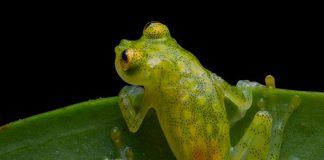 Ecuador: Descubren dos nuevas especies de ranas de cristal