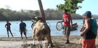 Monta de toros en la playa, una tradición de Semana Santa en Ometepe