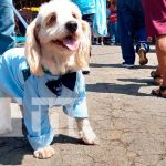 Cientos de perritos pagaron promesas a su patrono San Lázaro