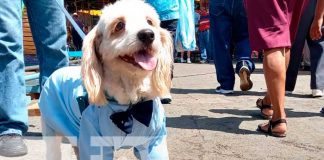 Cientos de perritos pagaron promesas a su patrono San Lázaro