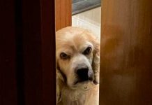 Felipe, el perro que se hizo viral en Twitter