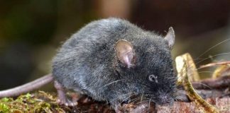 Nuevas especies de ratas son encontradas en Ecuador