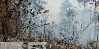 Fuego arrasa con más de 30 manzanas de bosque y maleza en Matagalpa