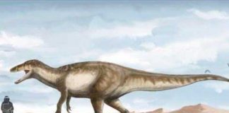 Descubren restos de los últimos dinosaurios carnívoros en Argentina