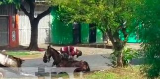 Nuevo video de maltrato a un caballo causa indignación