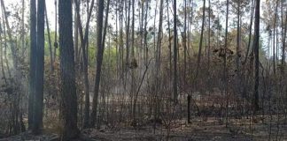 Cuba combate incendio forestal que afecta 150 hectáreas de pinos