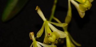 Descubren seis nuevas especies de orquídeas en la selva de Perú