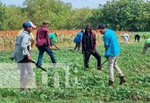 Cultivo de sorgo en Nicaragua