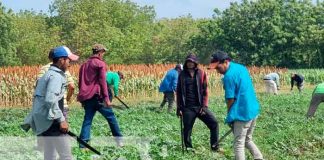 Cultivo de sorgo en Nicaragua