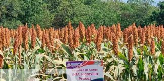 Cultivo de sorgo en Nicaragua