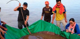 Raya de 4 metros de largo es capturada por pescadores en Camboya