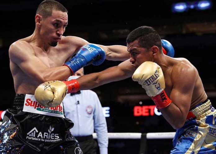 gallo, estrada, chocolatito, gonzalez, boxeo