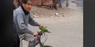 "El mejor pito del mundo": Abuelito usa loro como bocina en Perú