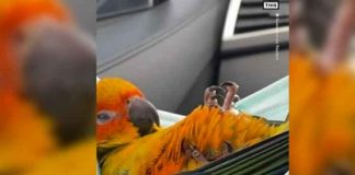 ¡Tierno! Loro se hecha siesta en una mascarilla