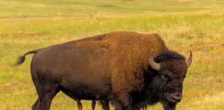 En video: Familia es atacada por bisonte en Yellowstone