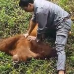 Viral: Orangután rescatado de ahogarse por cuidador de zoológico