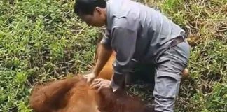 Viral: Orangután rescatado de ahogarse por cuidador de zoológico