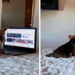 ¡Que inteligente! Perrita se vuelve vira por usar computadora