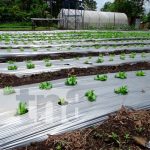 Producción de lechuga en Masaya abre más mercados para productores