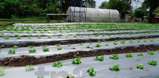 Producción de lechuga en Masaya abre más mercados para productores