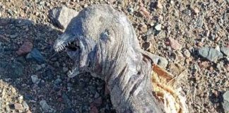 "Parece un orco": Extraño animal es encontrado en Egipto