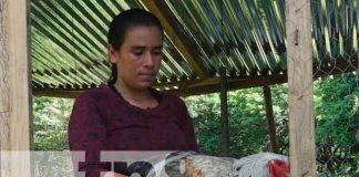 Foto: Mujer emprende exitoso negocio de aves exóticas en Rivas / TN8