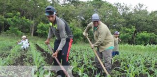 Agricultores de Rivas expectantes para la siembra de primera