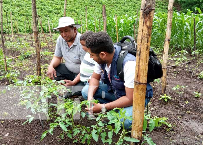 Buena producción agrícola 2022 en Nicaragua