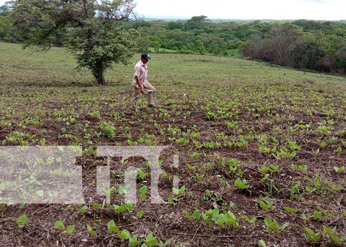 Buena producción agrícola 2022 en Nicaragua