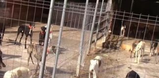 Rescatan 300 animales de una finca en España 